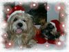 Lhasa Apso Foto: Allen Lhasa-Apso-Freunden ein frohes Weihnachtsfest !!! (ID 7480) Lhasa Apso Hund
