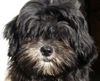 Lhasa Apso Hund