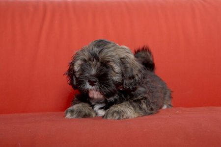Lhasa Apso Hunde Foto 41096 in höherer Auflösung ansehen Lhasa Apso Padma Sambhava Welpen