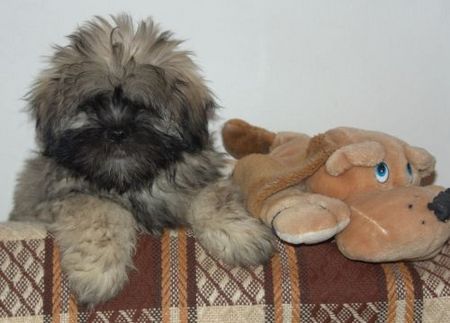 Lhasa Apso RUSSIAN ROULETTE z Czanca