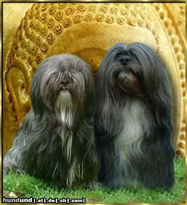 Lhasa Apso Hunde Foto 11658 Lhasa Apso Noriel Saturday Night Fever and Qu´Shan-Shun vom Tschibu