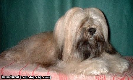 Lhasa Apso Hunde Foto 3398 Lhasa Apso X`Shiva-Shankara vom Tschibu, Besitzer: Sonja Winkelbauer