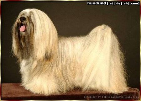 Lhasa Apso Hunde Foto 11659 Lhasa Apso X´Shiva Shankara vom Tschibu, Top Lhasa Apso Austria 2002-2003