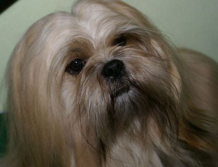 Lhasa Apso Hunde Foto 41778 in höherer Auflösung ansehen Lhasa Apso Jun.Ch. LORD DART VADER z Czanca