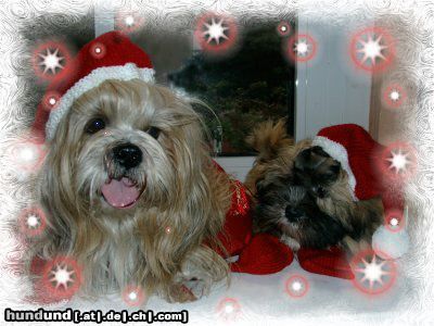 Lhasa Apso Hunde Foto 7480 Lhasa Apso Allen Lhasa-Apso-Freunden ein frohes Weihnachtsfest !!!