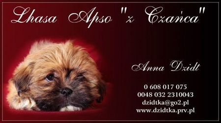 Lhasa Apso z Czańca 