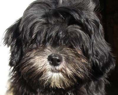 Lhasa Apso Padma Sambhava Cha-yu-sha Shy-am, TOP Female 2005 Austria