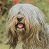 Lhasa Apso, Apso Seng Kyi