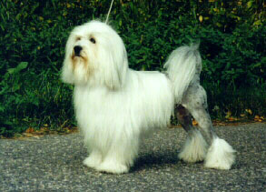 Löwchen Hunde Foto 333 Löwchen