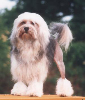 Löwchen Hunde Foto 334 Löwchen
