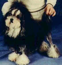 Löwchen Hunde Foto 335 Löwchen