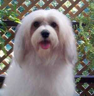 Löwchen Hunde Foto 336 Löwchen