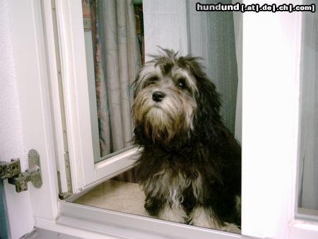 Löwchen Hunde Foto 4200 Löwchen