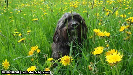 Löwchen Pusteblume