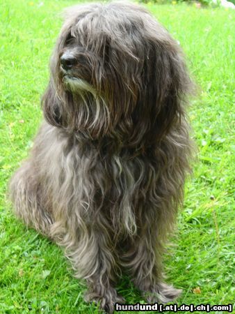 Löwchen Hunde Foto 26719 in höherer Auflösung ansehen Löwchen ganz schön anstrengend das Fotoshuting