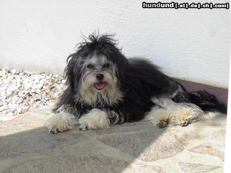 Löwchen Bonny-Lee vom Haus Tim-Lin