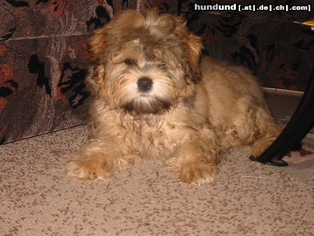 Löwchen Hunde Foto 22027 Löwchen Das bin ich mit 4 Monaten