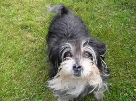 Löwchen Hunde Foto 34197 Löwchen Unser kleiner