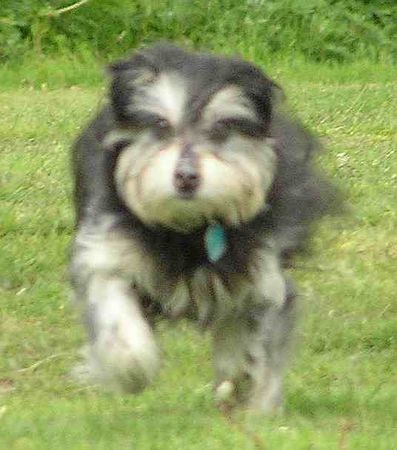Löwchen Hunde Foto 34217 in höherer Auflösung ansehen Löwchen Schnell hinterher
