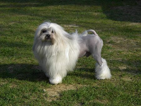 Löwchen Hunde Foto 2400 Löwchen Ch.Ricardo vom Kieselgrund