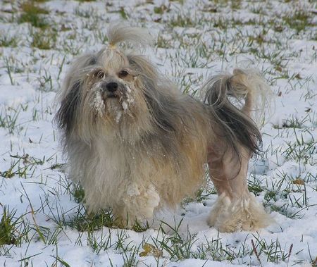 Löwchen Hunde Foto 40571 in höherer Auflösung ansehen Löwchen Qualite Lion Extra Namelev