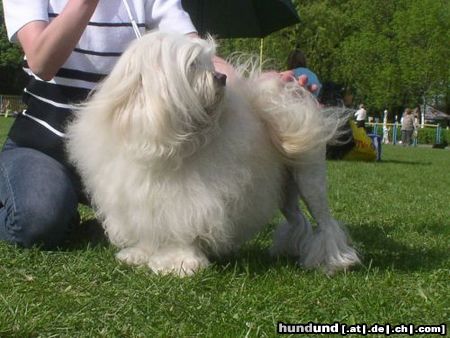 Löwchen Hunde Foto 21873 in höherer Auflösung ansehen Löwchen Ch.Pl.Angelika Apovery 8 Jahre Alt