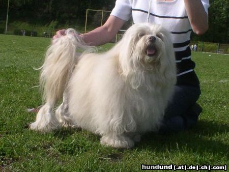 Löwchen Hunde Foto 21874 in höherer Auflösung ansehen Löwchen Ch.Pl.Angelika Apovery 8 Jahre Alt