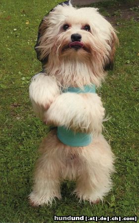 Löwchen Hunde Foto 46989 in höherer Auflösung ansehen Löwchen Qamil an der Modeschau