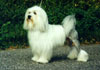 Löwchen Foto (ID 333) Löwchen Hund