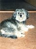 Löwchen Foto: TRUSTY FRIENDS DUSTIN (ID 1711) Löwchen Hund