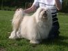 Löwchen Foto: Ch.Pl.Angelika Apovery 8 Jahre Alt (ID 21874) Löwchen Hund