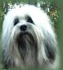 Löwchen Foto: Bumir J'Adore (ID 1499) Löwchen Hund