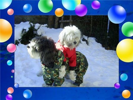 Löwchen joey und nellie genießen den schnee und die sonne