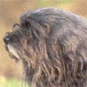 Löwchen, Petit Chien Lion Löwchen, Petit Chien Lion