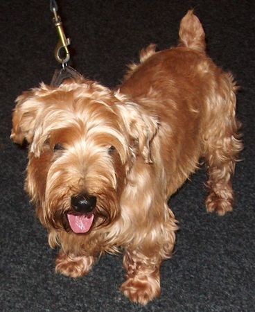 Lucas-Terrier Hunde Foto 36121 Lucas-Terrier Rodwell's Maxim