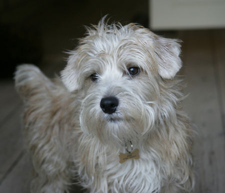 Lucas-Terrier George