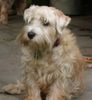 Lucas-Terrier Hund