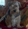 Lucas-Terrier Foto: Tango (ID 36126) Lucas-Terrier Hund