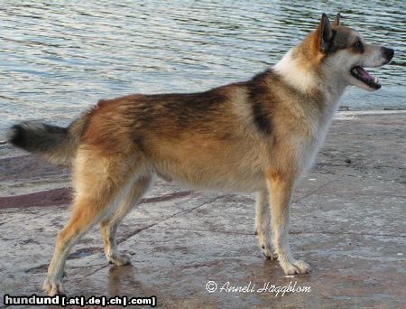 Norwegischer Lundehund FINJW-00 NW-02 ESTW-03 FIN S N EST INT CH    Amled