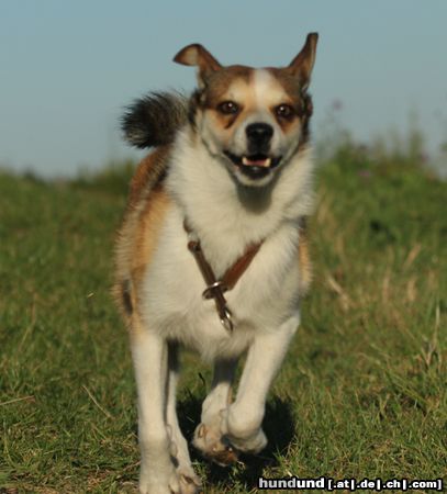 Norwegischer Lundehund Anarchos Nahkhiirmees (Sakari)