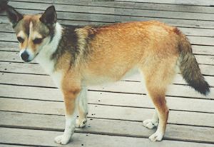 Norwegischer Lundehund Hunde Foto 56 Norwegischer Lundehund