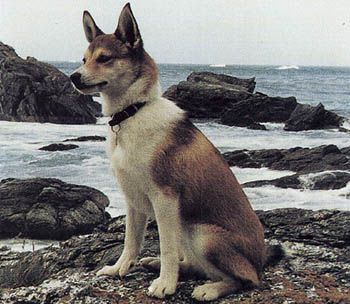 Norwegischer Lundehund