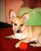 Norwegischer Lundehund Foto: Unsere kleine Chanti (ID 14792) Norwegischer Lundehund Hund