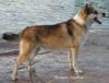 Norwegischer Lundehund Foto: FINJW-00 NW-02 ESTW-03 FIN S N EST INT CH Amled (ID 16775) Norwegischer Lundehund Hund