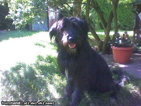 Lurcher Hunde Foto 15314 Lurcher Könnte das ein Lurcher sein?