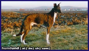 Lurcher Hunde Foto 18783 in höherer Auflösung ansehen Lurcher Angus kommt aus Irland und wilderte für einen Zigeuner