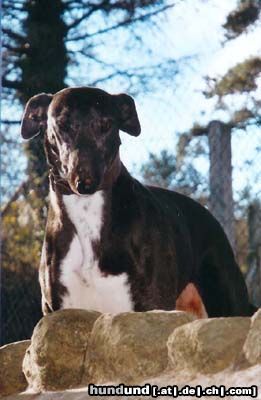 Lurcher Angus, mein Lurcher aus Irland