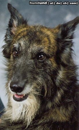 Lurcher Hunde Foto 7734 Lurcher Er war etwas ganz besonderes.