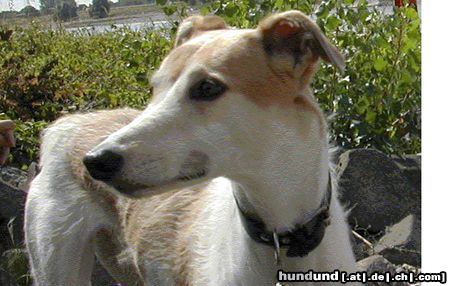 Lurcher Hunde Foto 10922 Lurcher