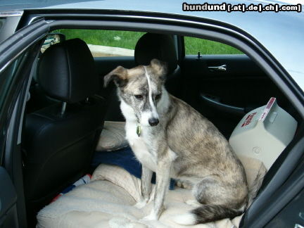 Lurcher Hunde Foto 26187 in höherer Auflösung ansehen Lurcher Wann geht's denn los?